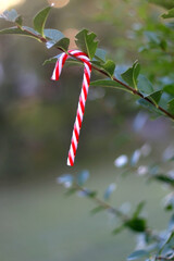 Candy cane decoration hanging on the tree in the garden. Selective focus.