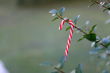 Candy cane decoration hanging on the tree in the garden. Selective focus.