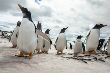 Gentoo Penguins on the Beach at Volunteer Point, Falkland Islands