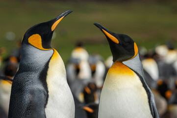 King Penguin Couple, Falkland Islands