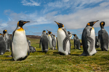 Obraz premium King Penguins, Falkland Islands
