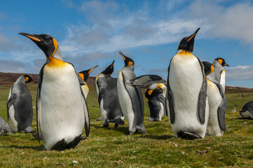 Fototapeta premium King Penguins, Falkland Islands