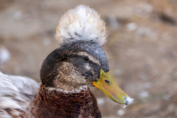 Portrait of a crested duck. A Crested Mallard Duck Closeup View. Lophonetta specularioides.