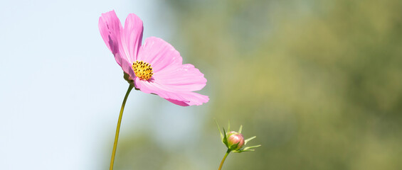 Beautiful pink cosmeo flowers blooming in garden in panorama. Social media or long cover © Dasya - Dasya