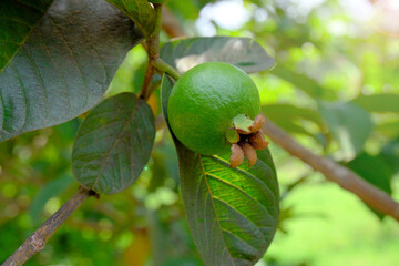 Guava fruit - Fresh young guava on the tree, close up guava fruit