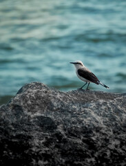 seagull on rock