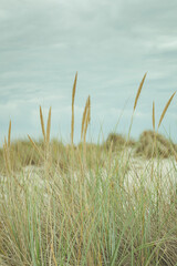 Fototapeta premium Vertical background with sand dunes, beach and beach grass alog the North Sea coast of he Netherlands