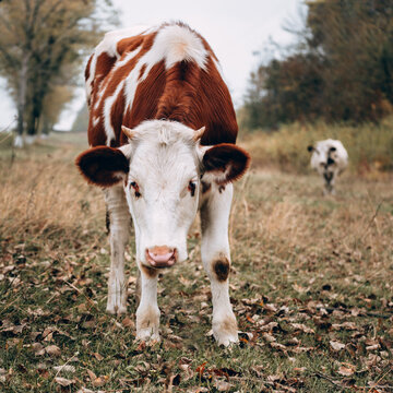 Portrait of a Cow in a clearing. Thoroughbred bull from the farm. A young white cow with red spots grazes in an autumn meadow, while an adult white cow with black spots stands in the background.