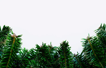Fir tree frame. Christmas tree background material.  もみの木のフレーム。クリスマスツリーの背景素材