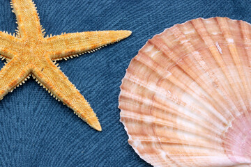 sea shells and starfish