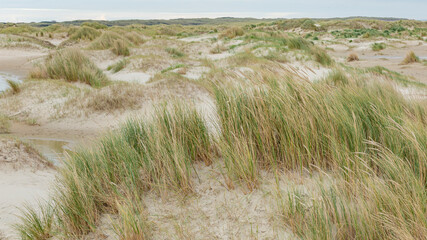 Landscape background with sand dunes, beach and beach grass alog the North Sea coast of he...