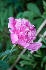 garden peony in spring