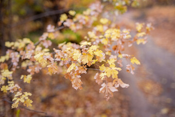 autumn leaves background