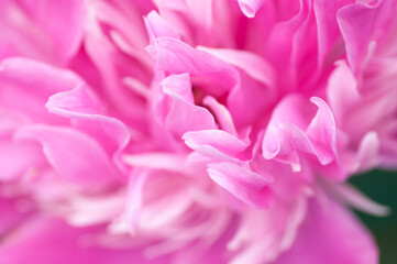 garden peony in spring