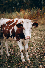 A beautiful cow with small horns stands in a meadow and poses. Portrait of a bull for a poster or calendar. Charming pedigreed spotted cow grazing in a clearing and chewing grass.