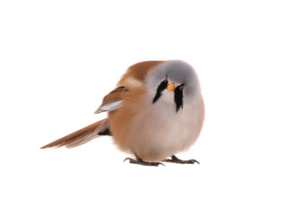 male beraded tit  (panurus biarmicus), isolated on white background.