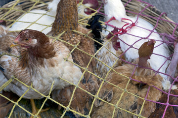 Chichicastenango, Guatemala, Central America: chickens on the great market of Solola in the highlands of Guatemala