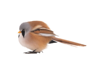  male beraded tit  (panurus biarmicus), isolated on white background.