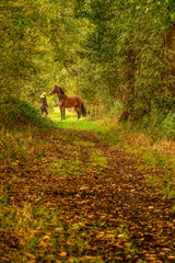 A brown horse and a young woman, on a forest trail in the autumn evening sun. Colorful gold