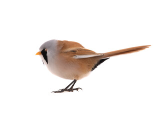  male beraded tit  (panurus biarmicus), isolated on white background.