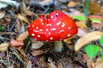 Fly agaric mushroom view. Red fly agaric in forest. Poison fly agaric mushroom in nature