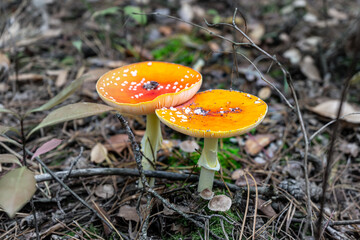 Fly agaric mushroom view. Red fly agaric in forest. Poison fly agaric mushroom in nature