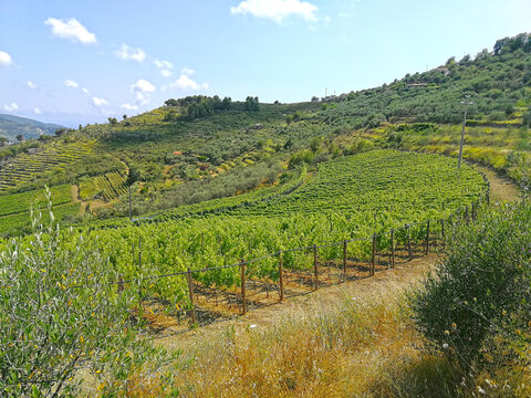 Vineyards of Rossese grapes in Liguria Italy