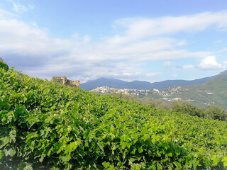 Fototapeta na wymiar Vineyards of Rossese grapes in Liguria Italy