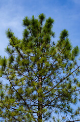 Obraz premium big pine tree with blue sky background