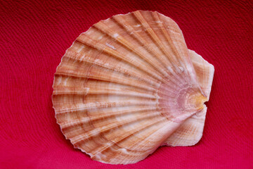 seashell on colored fabric background
