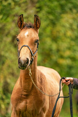 Portrait of buckskin foal, the horse with halter stands in the forest. Autumn sun