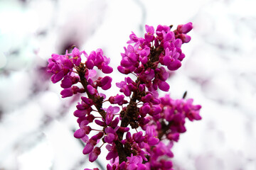 Beautiful detail of scented lilac purple purple flowers on a tree branch.