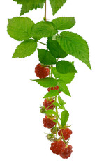 Raspberry with leaves isolated on white background. Ripe raspberries . Antiviral treatment. Coronavirus prevention.