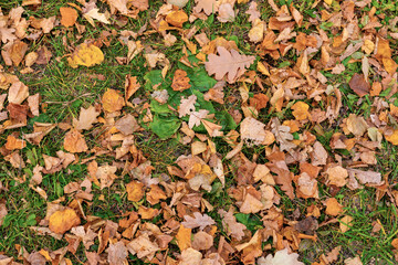 autumn yellow leaves on grass