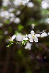 Beautiful flowering Japanese cherry - Sakura. Background with flowers