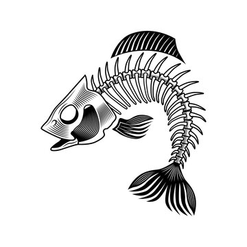 Bass bones vector illustration. Curled fish skeleton, chord, fins, head and tale. Dead animal or food concept for emblems and labels templates