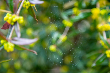 Morning dew shining water drops on a spiderweb over a green forest background. Spider web or cobweb with water drops after rain against green bokeh background. No spider.