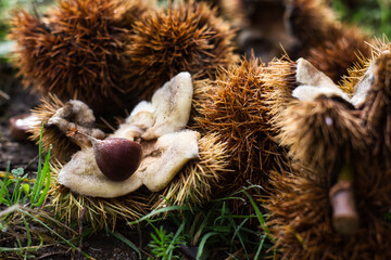 Chestnut in an open burr