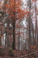 Fototapeta premium Autumn forest landscapes with beautiful yellow leaves and fog