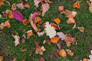 autumn yellow leaves on grass