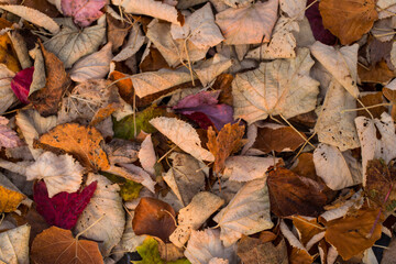 Group of fall leaves on the ground