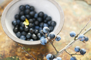Schale mit den blauen Früchten der Schlehe im November. Frucht mit hohem Vitamin C Gehalt. Wildfrucht, Vogelfutter und regionales Gehölz als Lebensraum für heimische Vögel