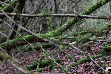 
Autumn forest landscapes with beautiful yellow leaves and fog