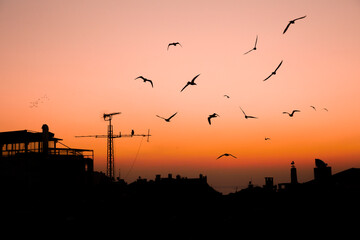 crow standing on television antenna.