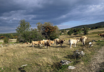 Sur le chemin de Compostelle, les divers paysages traversés entre la ville du Puy-en-Velay et la ville de Cahors.