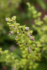 Top flowers, basil leaves, herbs.