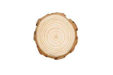 texture cross section of a pine tree on a white background