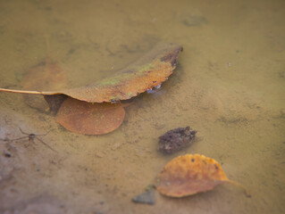 Close-up of a leaf that has sunk in the green yellow natural pond and has small water bubbles on the edge, caused by water fleas.