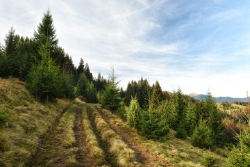 Fototapeta na wymiar The road among the spruce forest in the mountains. Beautiful views of the green mountains. Carpathians. Ukraine