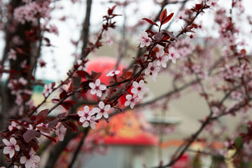 Beautiful flowering Japanese cherry - Sakura. Background with flowers
